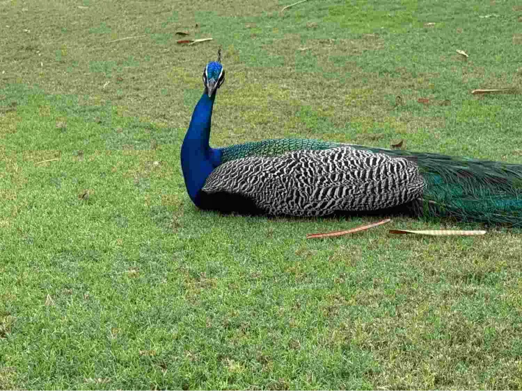 TAFF Peacock Image