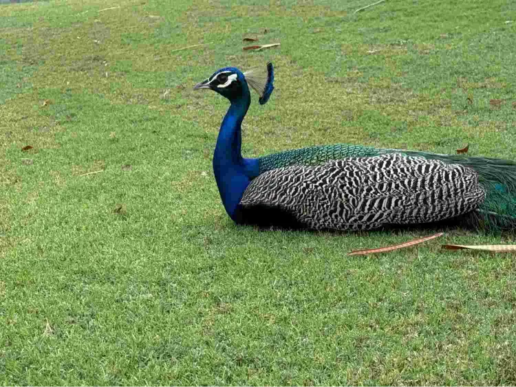 TAFF Peacock Image