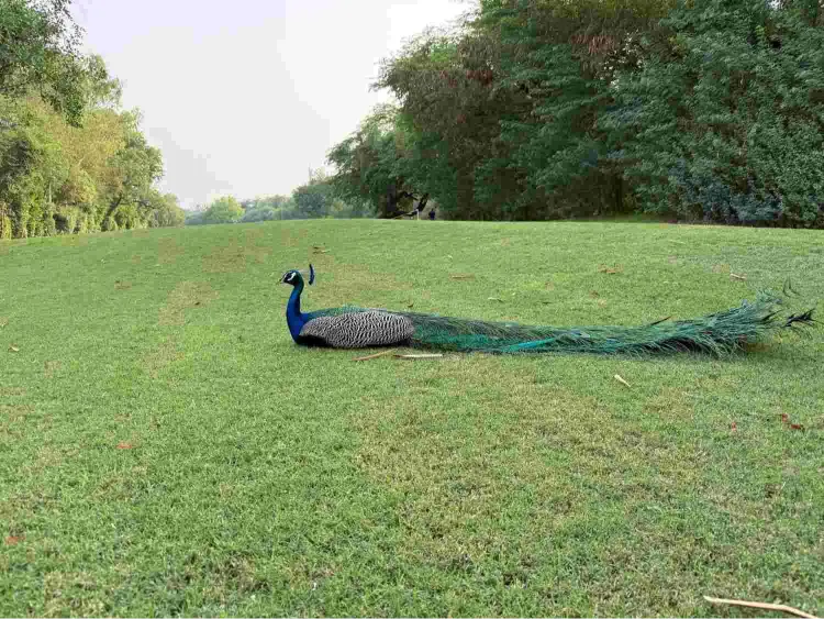 TAFF Peacock Image