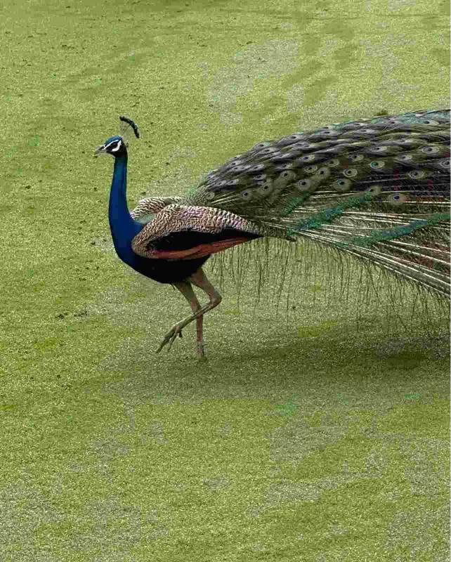 TAFF Peacock Image
